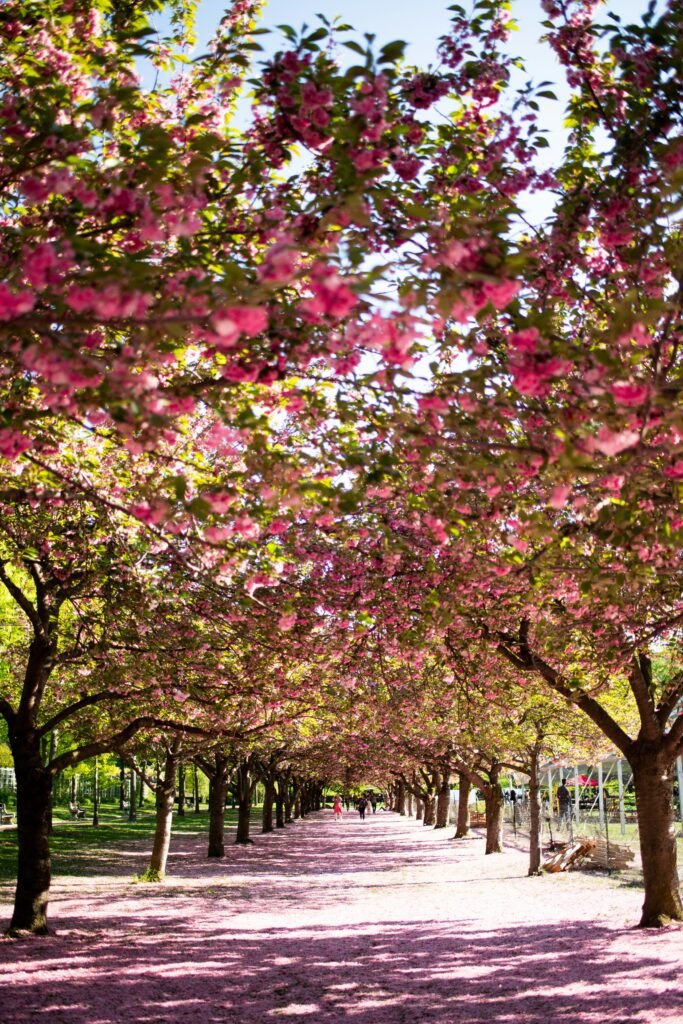 Brooklyn Botanical Garden